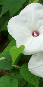 Flowers,Morning Glory,Ipme,Close Up