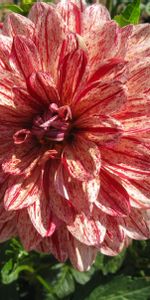 Flowers,Motley,Dahlia,Flower,Close Up,Sunny,Variegated