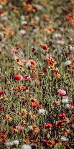 Flowers,Motley,Flowering,Field,Wild,Multicolored,Bloom