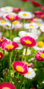 Flowers,Motley,Glade,Multicolored,Polyana,Camomile