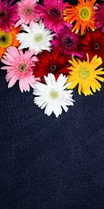 Flowers,Motley,Multicolored,Flowering,Plant,Bloom