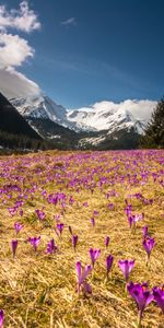 Crocus,Montagnes,Nature,Fleurs,Paysage De Montagne