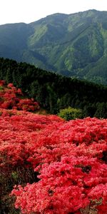 Montagnes,Fleurs,Paysage