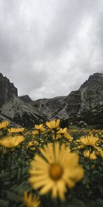 Flowers,Mountains,Rocks,Wildflowers,Nature