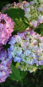 Flowers,Multicolored,Close Up,Flowering,Bloom,Hydrangea,Balls