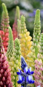 Lupins,Couronne,Haut De La Tête,Multicolore,Fleurs