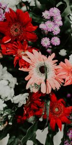 Flowers,Multicolored,Motley,Bouquet,Flowering,Bloom,Plants