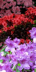 Flowers,Multicolored,Motley,Flowering,Azalea,Bright,Bloom