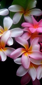 Flowers,Multicolored,Plumeria,Black Background