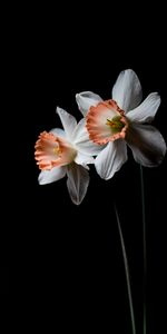 Flowers,Narcissus,Plant,Flower