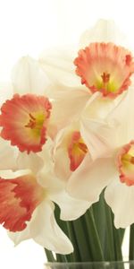 Narcisses,Source,Bouquet,Fleurs,Fond Blanc,Printemps