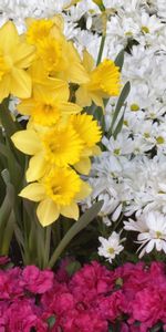 Narcisses,Camomille,Fleurs