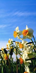 Flowers,Narcissussi,Flower Bed,Flowerbed,Mood,Sky,Spring