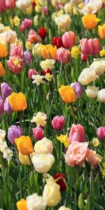 Flowers,Narcissussi,Flower Bed,Flowerbed,Mood,Tulips,Spring