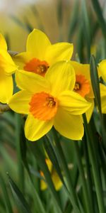 Flowers,Narcissussi,Flowerbed,Flower Bed,Bright,Spring