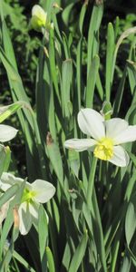 Flowers,Narcissussi,Greens,Flower Bed,Flowerbed,Spring