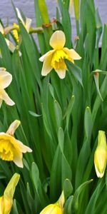 Flores,Verduras,Cama De Flores,Parterre,Primavera,Narcisos