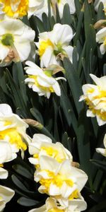 Narcisses,Verdure,Légumes Verts,Fleurs,Parterre,Source,Parterre De Fleurs,Printemps