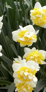 Flowers,Narcissussi,Greens,Pots,Plant Pot