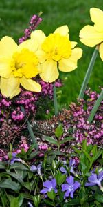 Heather,Verdure,Légumes Verts,Pervenche,Narcisses,Parterre De Fleurs,Parterre,Fleurs