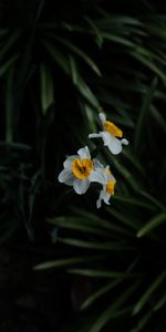 Flowers,Narcissussi,Plant,Macro,Blur