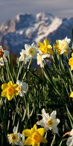 Naturaleza,Flores,Narcisos,Planta