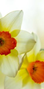 Flowers,Narcissussi,Plants