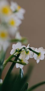 Flowers,Narcissussi,Spring,Plant