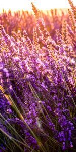 Ensoleillé,Domaine,Fleurs,Nature,Champ