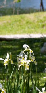 Flowers,Nature,Geese,Grass