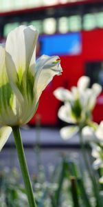 Naturaleza,Flores,Tulipanes