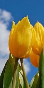 Flowers,Nature,Tulips