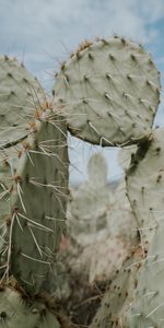 Flores,Punta De Lanza,Punzada,Aguja,Cacto,Espinas,Cactus