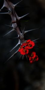 Flou,Piquants,Chaussures À Pointes,Aiguille,Lisse,Les Épines,Fleurs,Macro