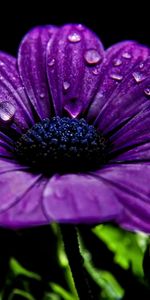 Flowers,Night,Flower,Dew,Drops,Close Up