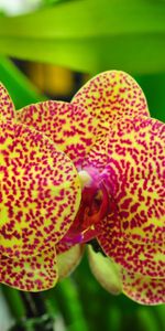 Flowers,Orchids,Exotics,Spotted,Branch,Exotic