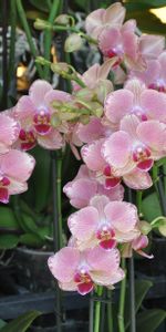 Flowers,Orchids,Pots,Stems,Exotics,Exotic