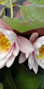 Flowers,Pair,Water,Leaves,Drops,Water Lilies,Couple