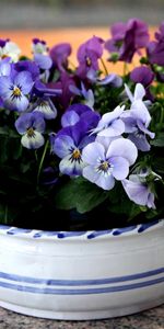 Flowers,Pansies,Bowl,Table,Small