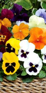 Flowers,Pansies,Bright,Basket