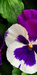 Flowers,Pansies,Bright,Close Up,Flower Bed,Flowerbed,Greens