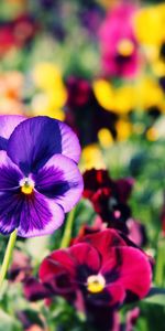 Flowers,Pansies,Bright,Different,Close Up,Colorful