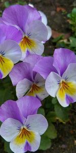 Flowers,Pansies,Flower Bed,Flowerbed,Close Up,Greens