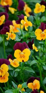 Flowers,Pansies,Greens,Field