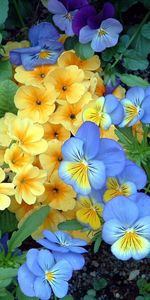 Flowers,Pansies,Greens,Flowerbed,Flower Bed,Garden