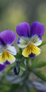 Flores,Pensamientos,Verduras,Multicolor