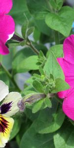 Flowers,Pansies,Petunia,Close Up