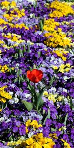 Flowers,Pansies,Tulips,Flower Bed,Flowerbed,Spring