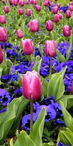 Flowers,Pansies,Tulips,Flower Bed,Flowerbed,Spring