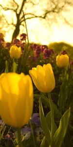 Pensamientos,Noche,Verduras,Cama De Flores,Parterre,Flores,Tulipanes,Jardín